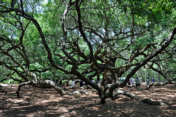 the Angel Oak tree